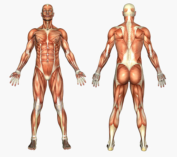 Body Map (Front & Back)